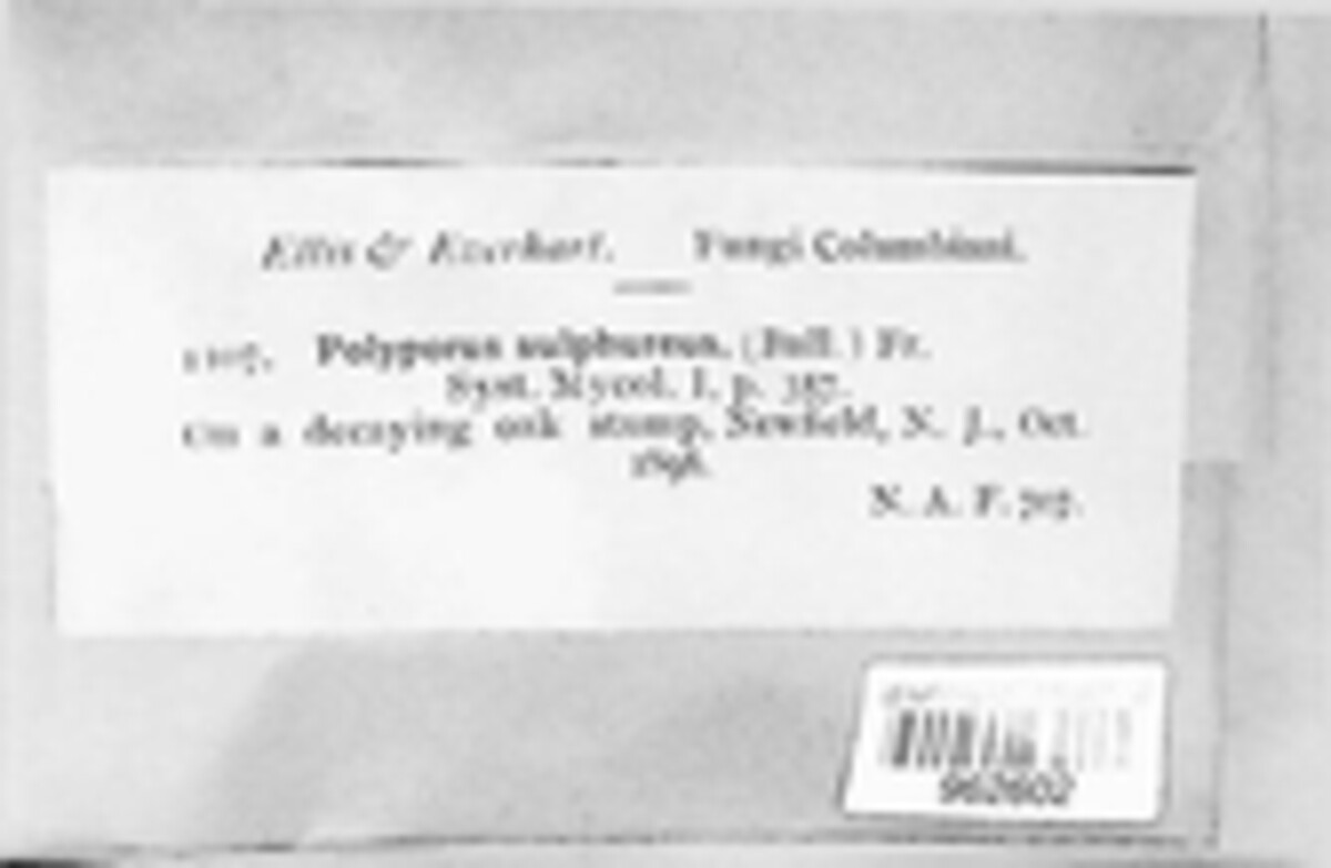 Polyporus sulphureus image